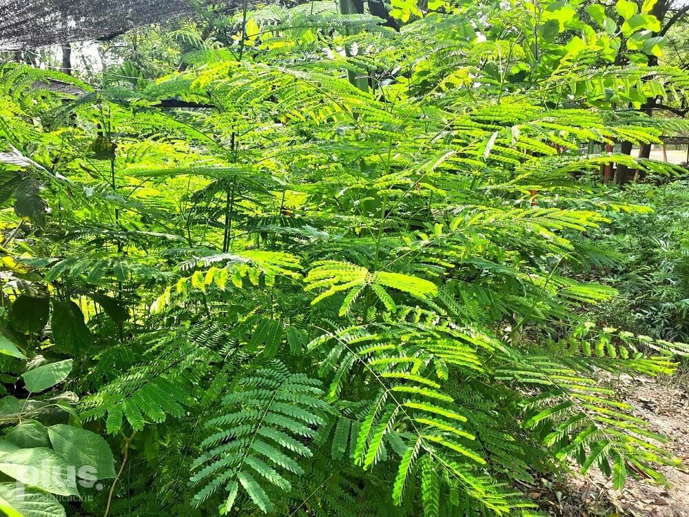 Siembra de ochocientas especies nativas de bosque seco tropical se llevará a cabo en el fuerte de carabineros  de Girardot.